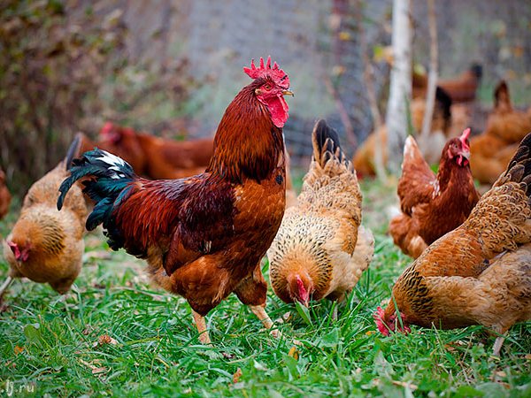 Породы куриц | ЗооТом - продажа, вязка и услуги для животных в Лодейном Поле
