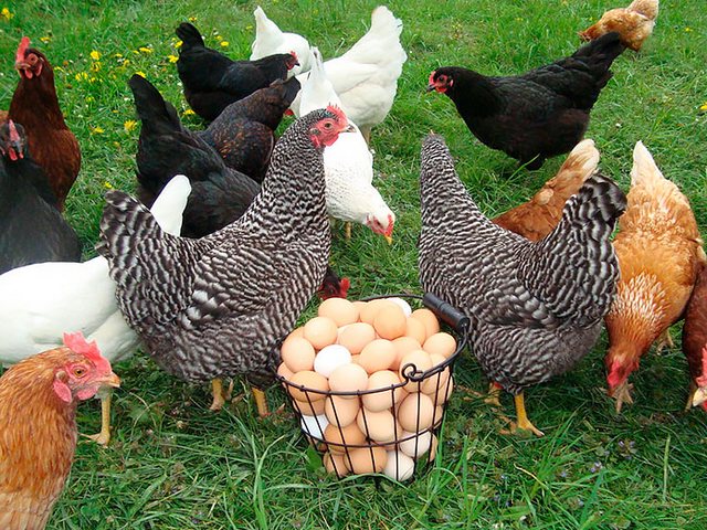 Содержание кур и уход за ними | ЗооТом - продажа, вязка и услуги для животных в Лодейном Поле
