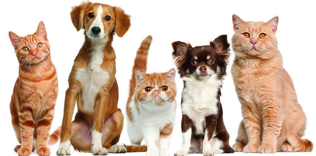 Доска объявлений о животных | ЗооТом - продажа, вязка и услуги для животных в Лодейном Поле