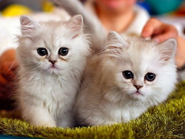 Породы кошек в Лодейном Поле | ЗооТом портал о животных