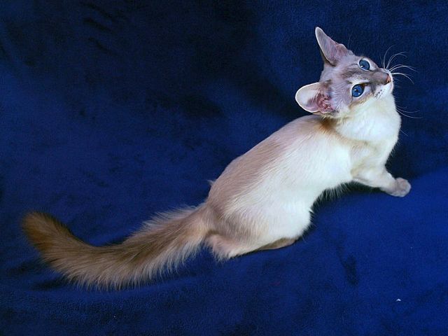Выведенные породы кошек в Лодейном Поле | ЗооТом портал о животных