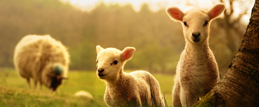 Объявления о сельскохозяйственных животных | ЗооТом - продажа, вязка и услуги для животных в Лодейном Поле