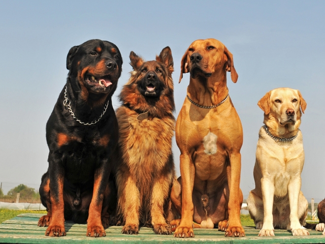 Крупные породы собак в Лодейном Поле | ЗооТом портал о животных