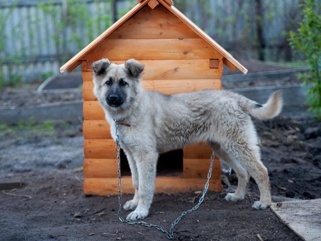 Все о собаках в Лодейном Поле Все о собаках в Лодейном Поле